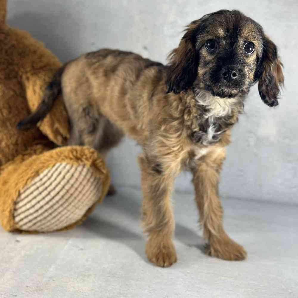 carousel pet images