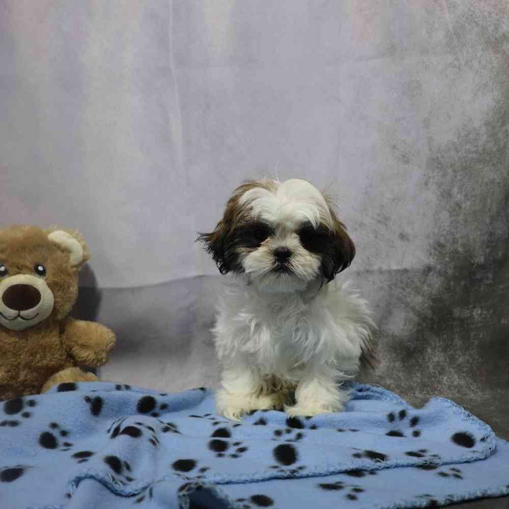 carousel pet images