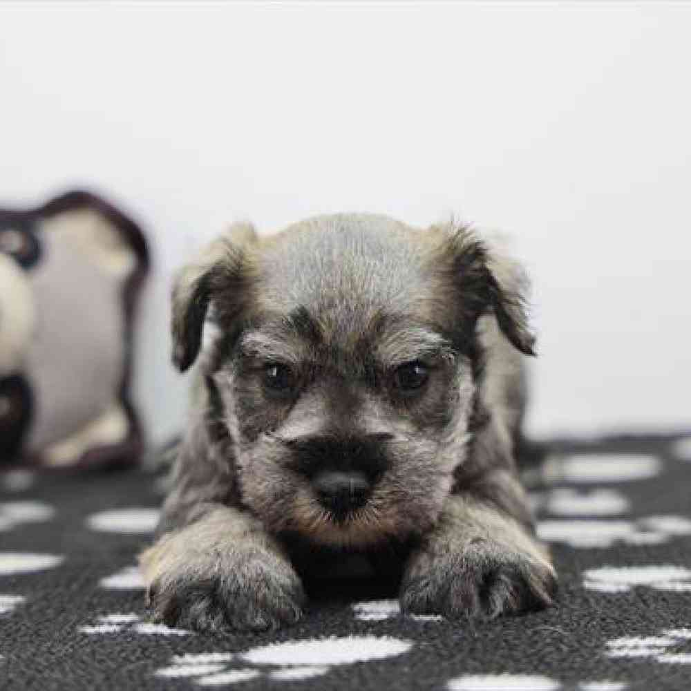 pet-img