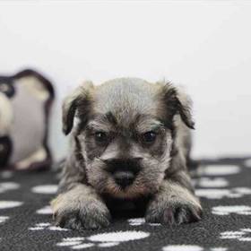 Mini Schnauzer