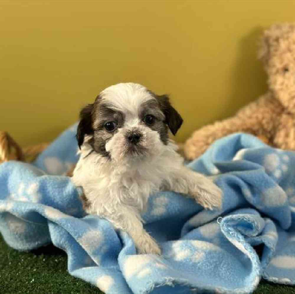 carousel pet images