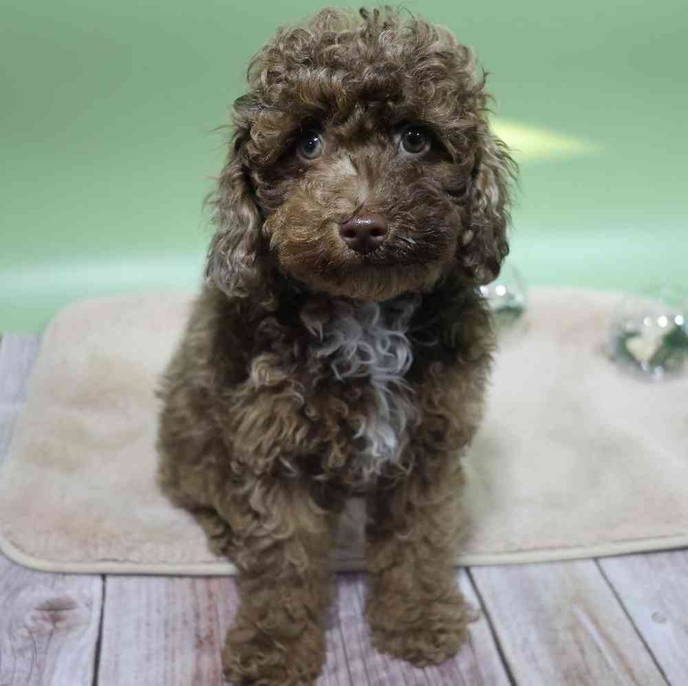 carousel pet images