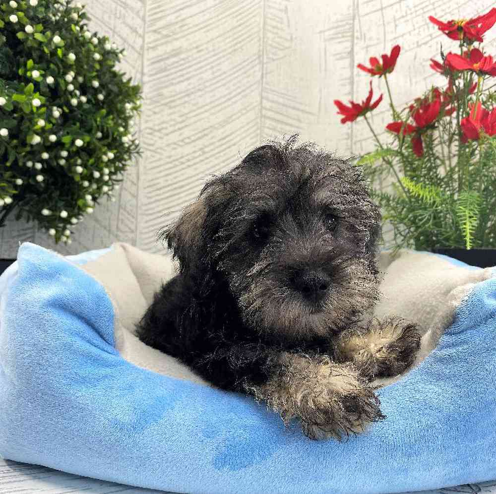carousel pet images