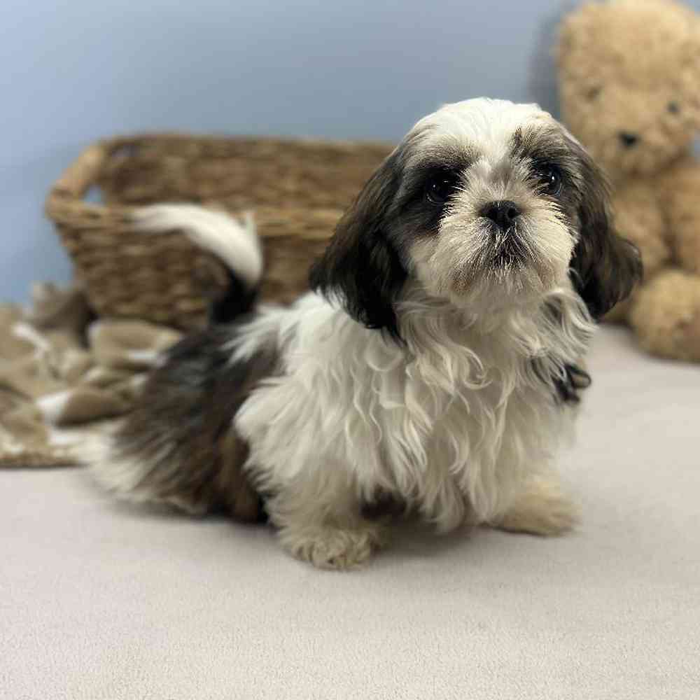 Male Shih Tzu Puppy for Sale in Millersburg, IN