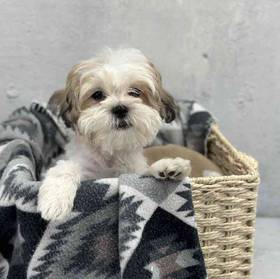Morkie