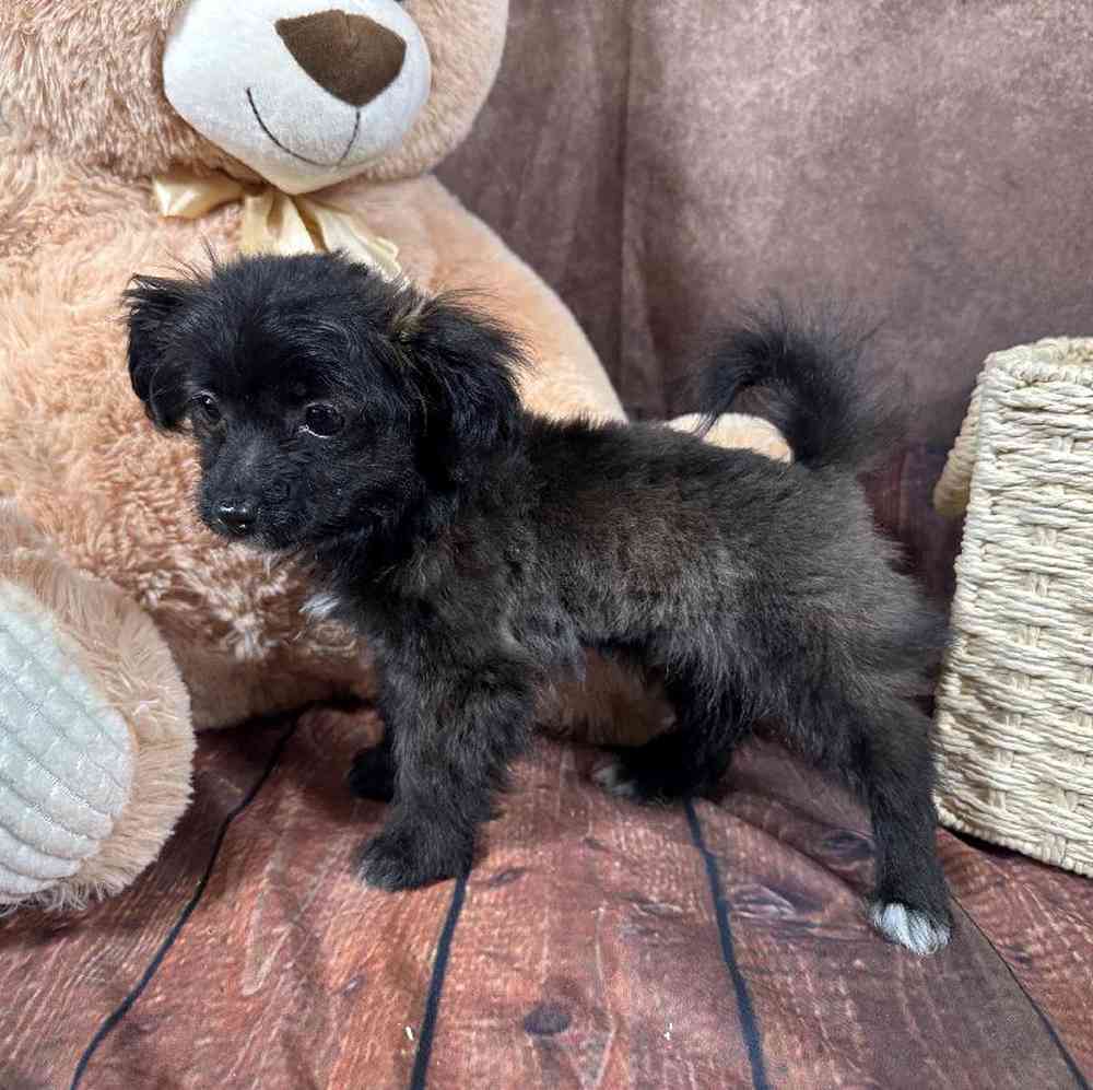 Male Papillon-Toy Poodle Puppy for Sale in Millersburg, IN