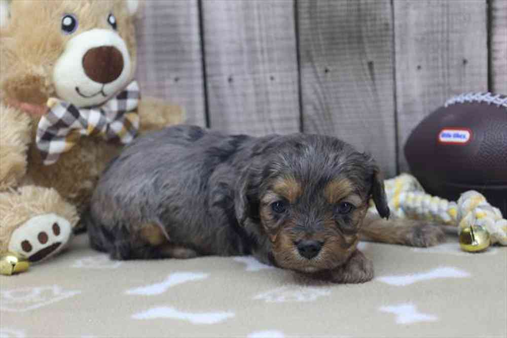 carousel pet images