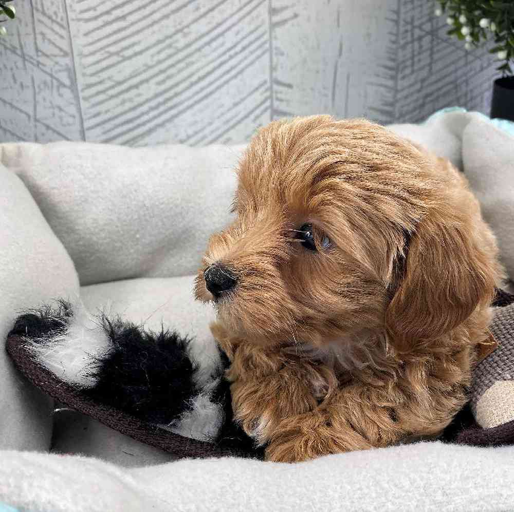 carousel pet images