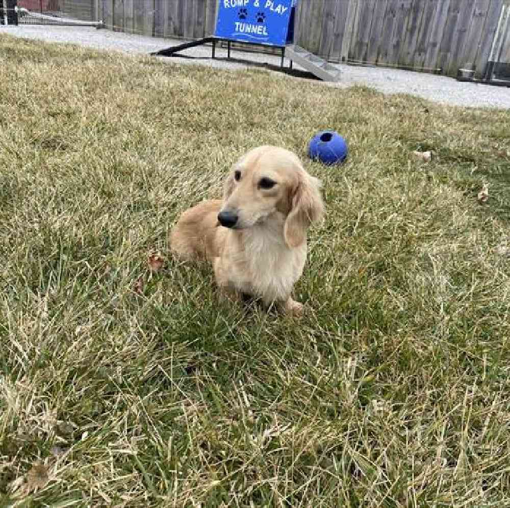 Female Dachshund Puppy for Sale in Millersburg, IN