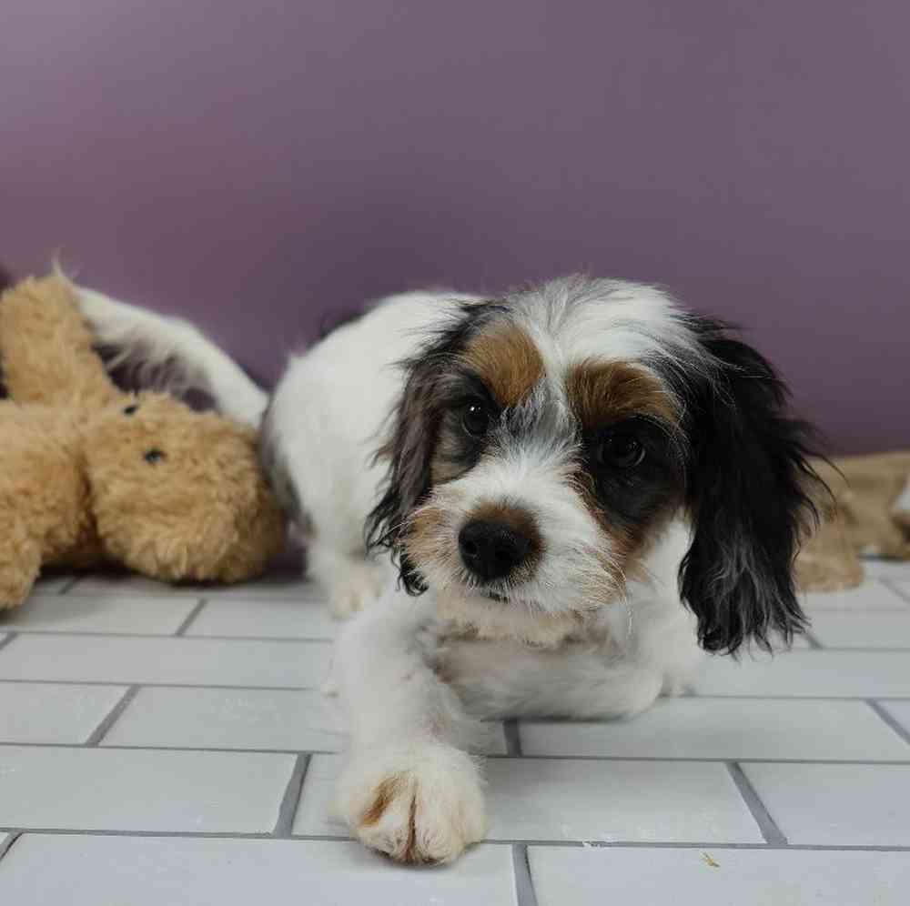 carousel pet images