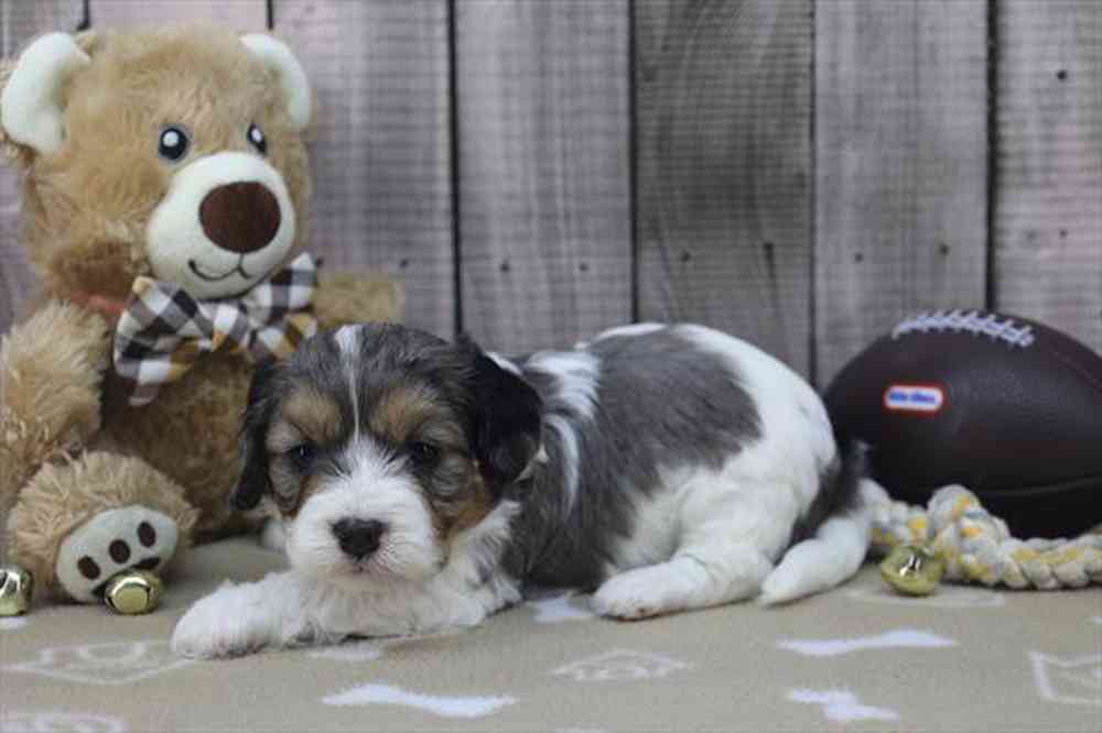 carousel pet images