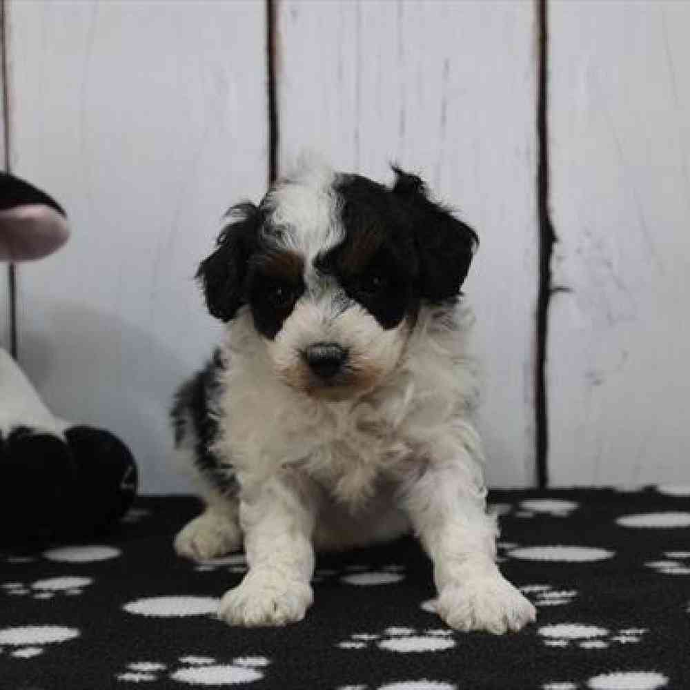 Image of a pet breed in the gallery
