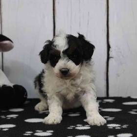 Mini Poodle