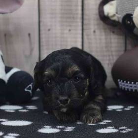 Cavapoo