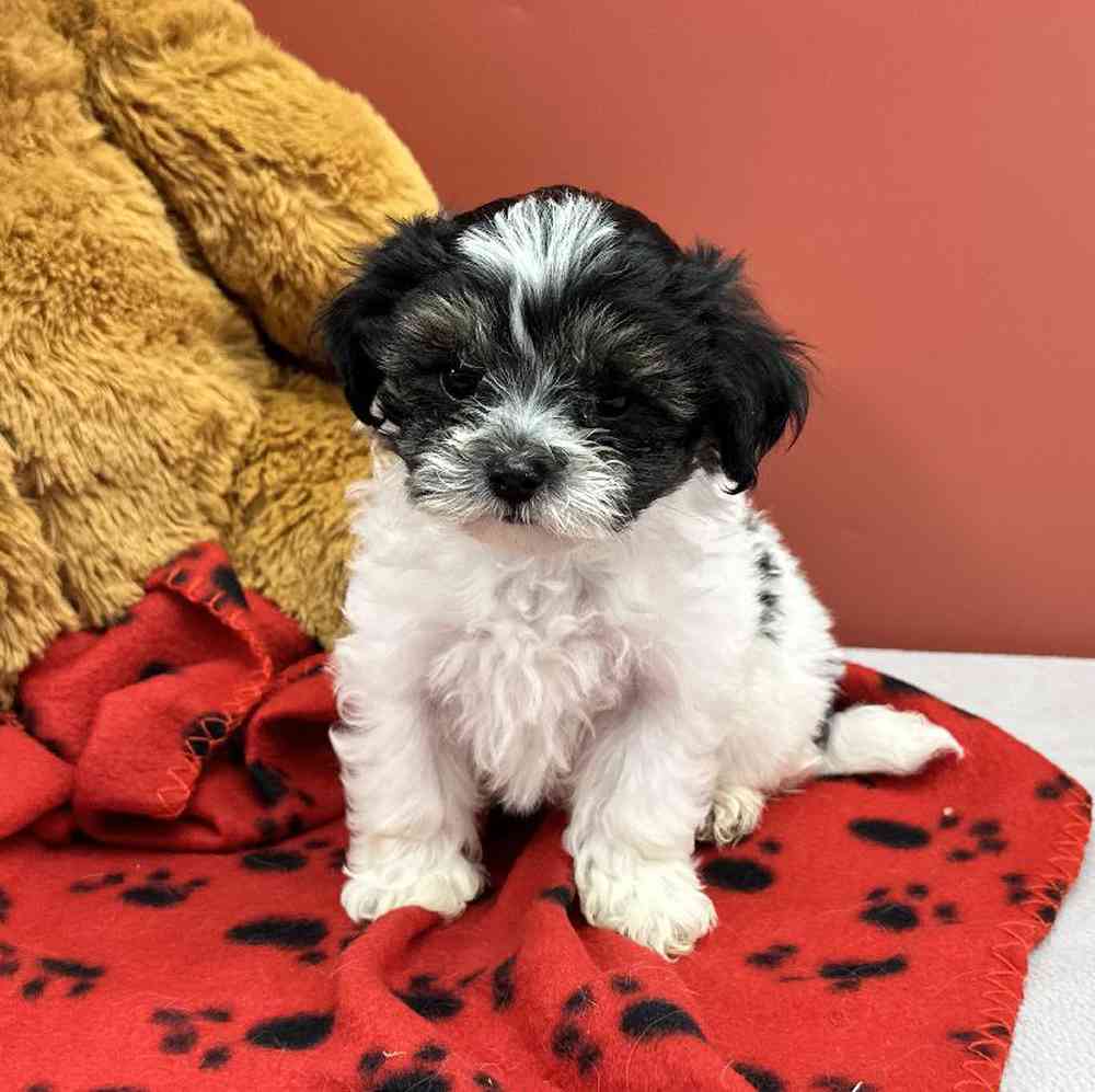 Male Malshi Puppy for Sale in Millersburg, IN