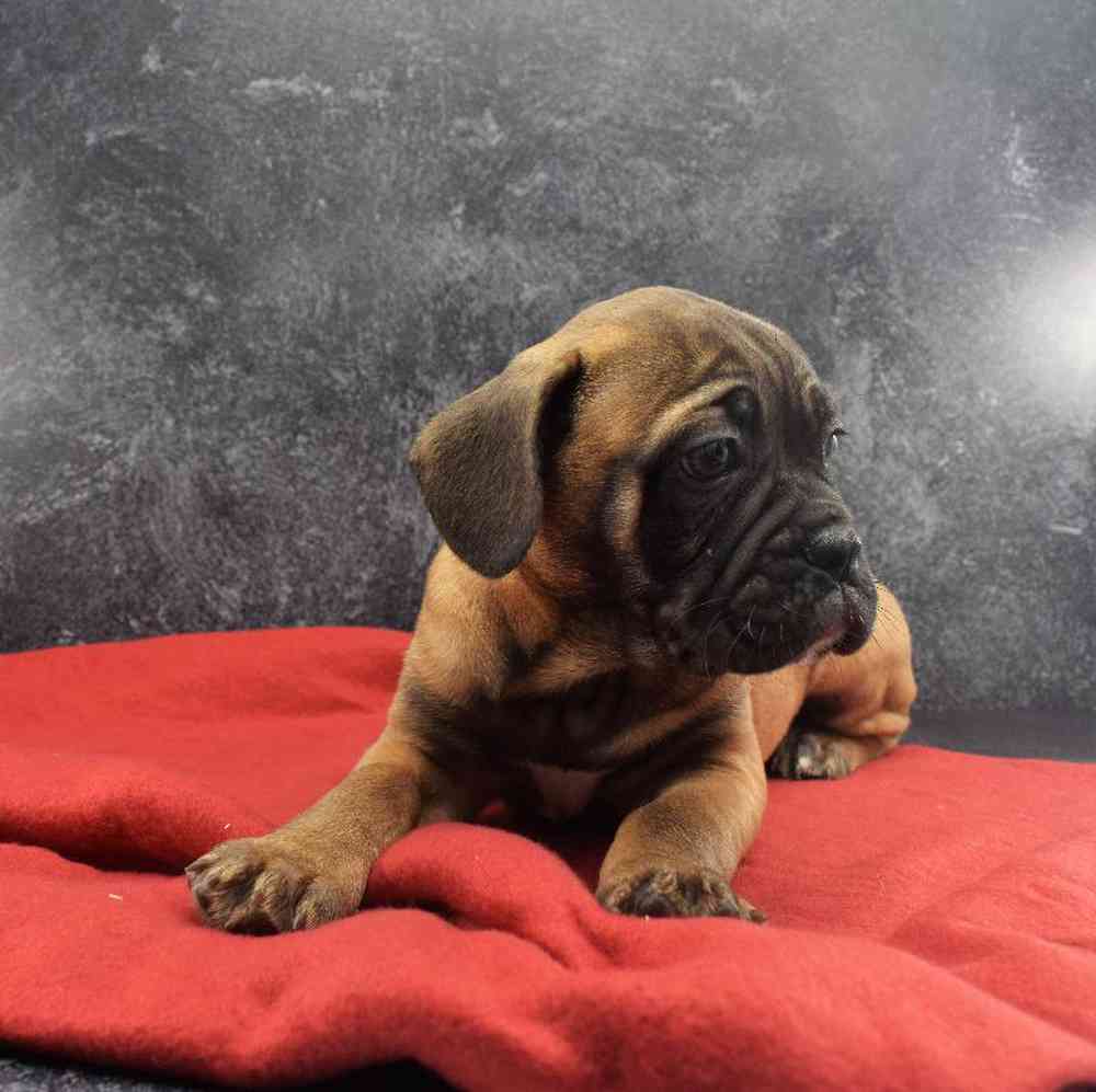 carousel pet images