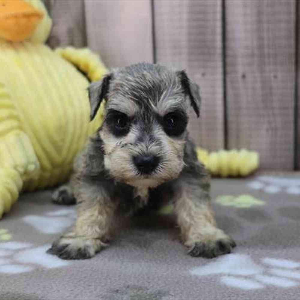 Image of a pet breed in the gallery