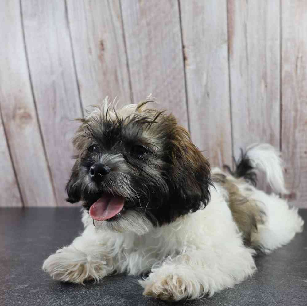 carousel pet images
