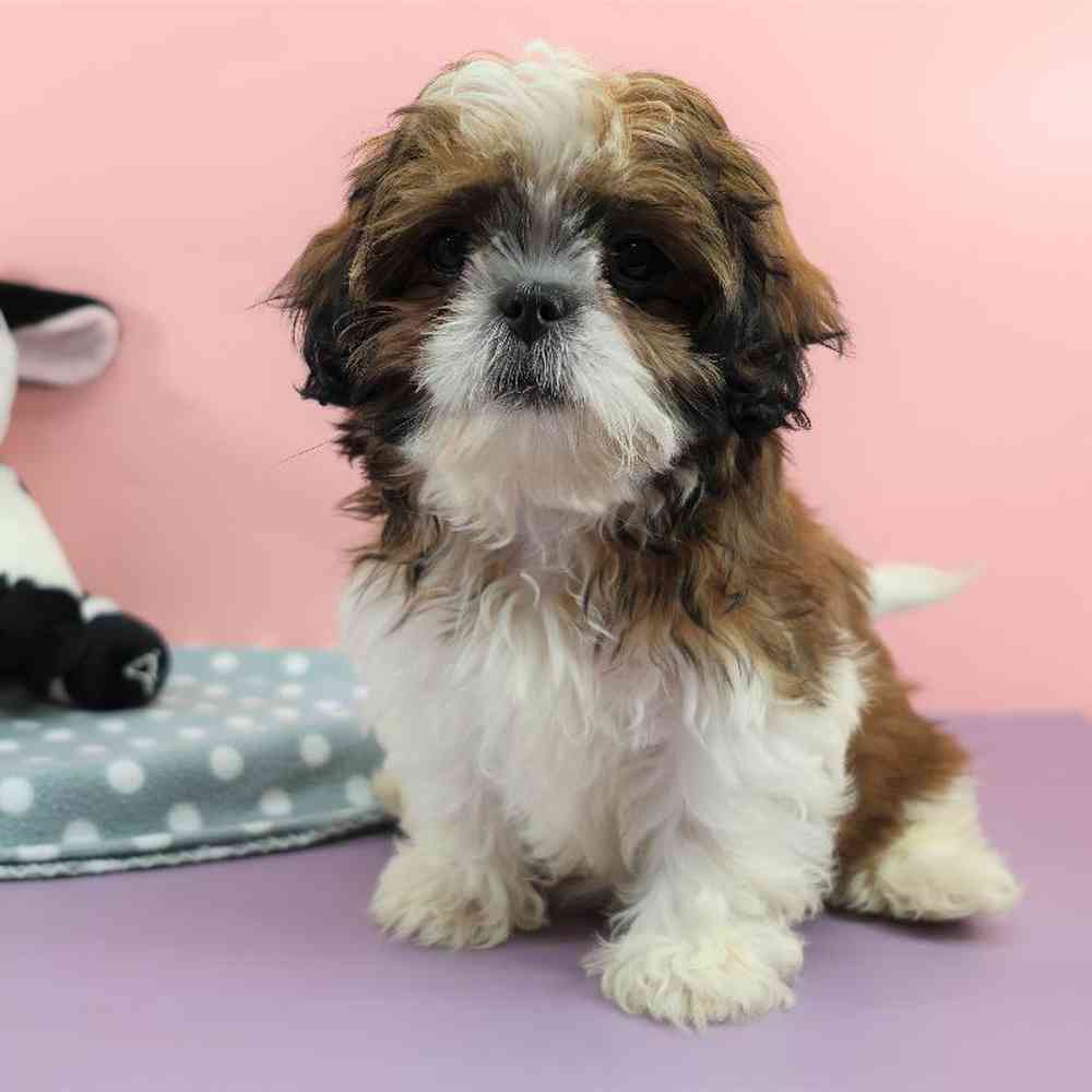 carousel pet images