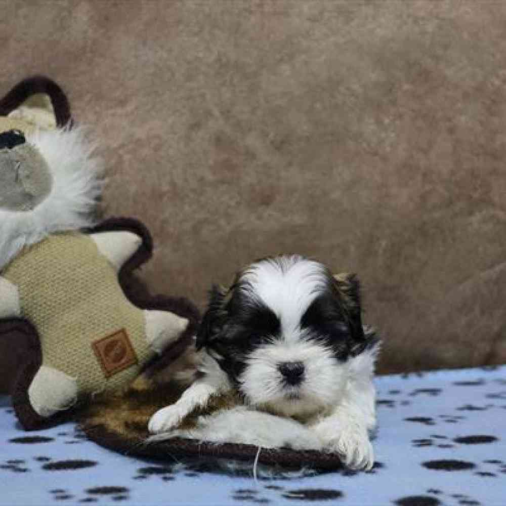 carousel pet images