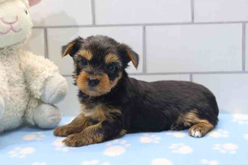 Image of a pet breed in the gallery