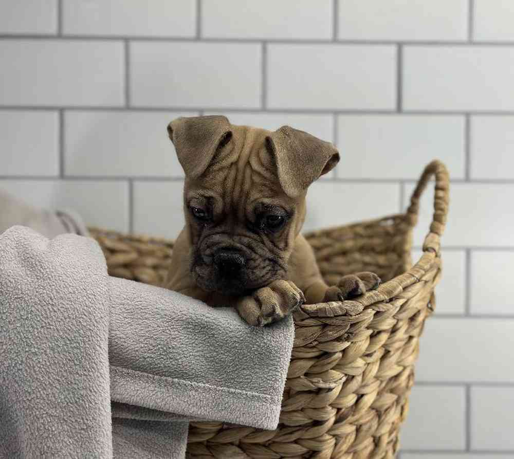 carousel pet images