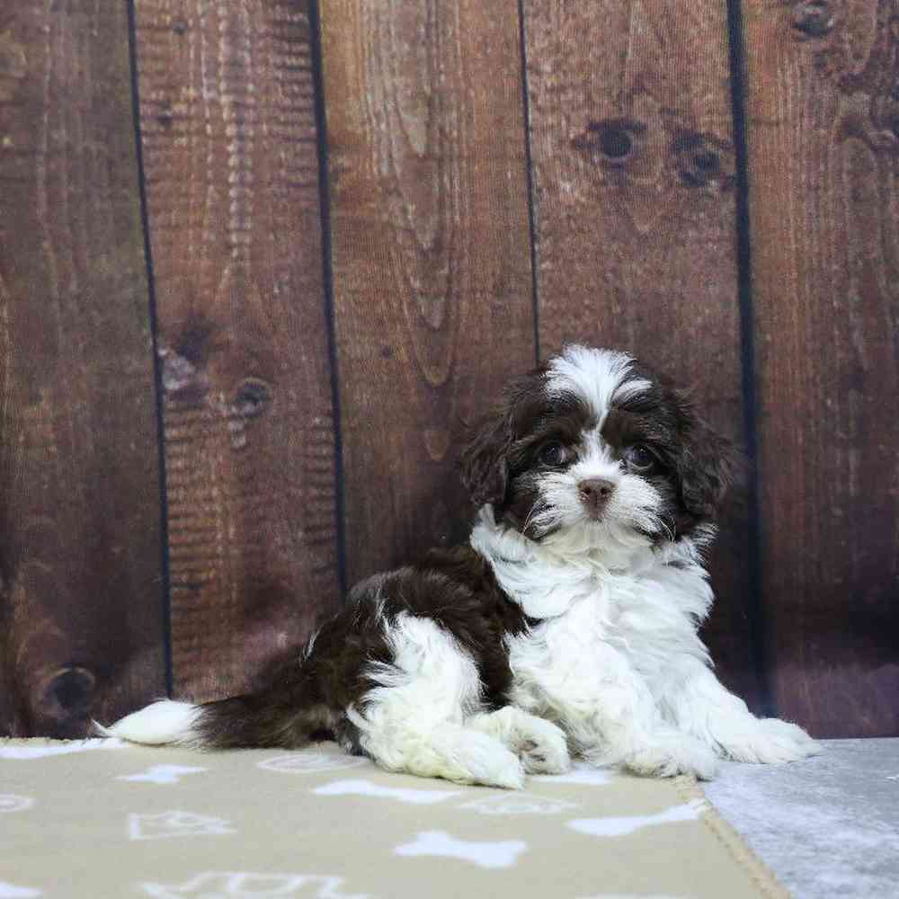 carousel pet images