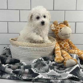 Bichon