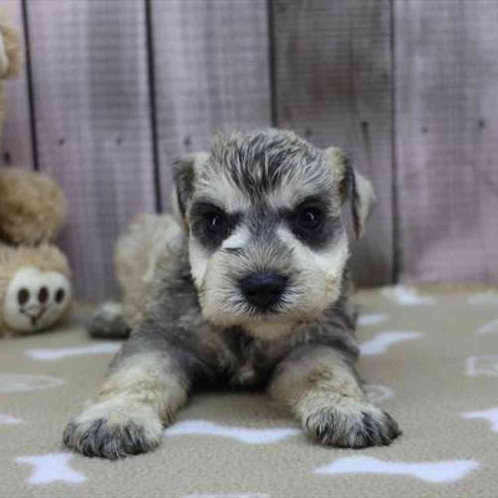 pet-img