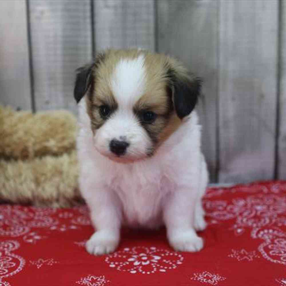 Image of a pet breed in the gallery