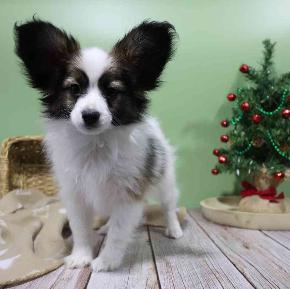 carousel pet images