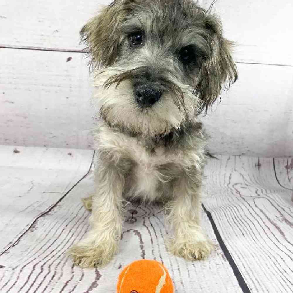 carousel pet images