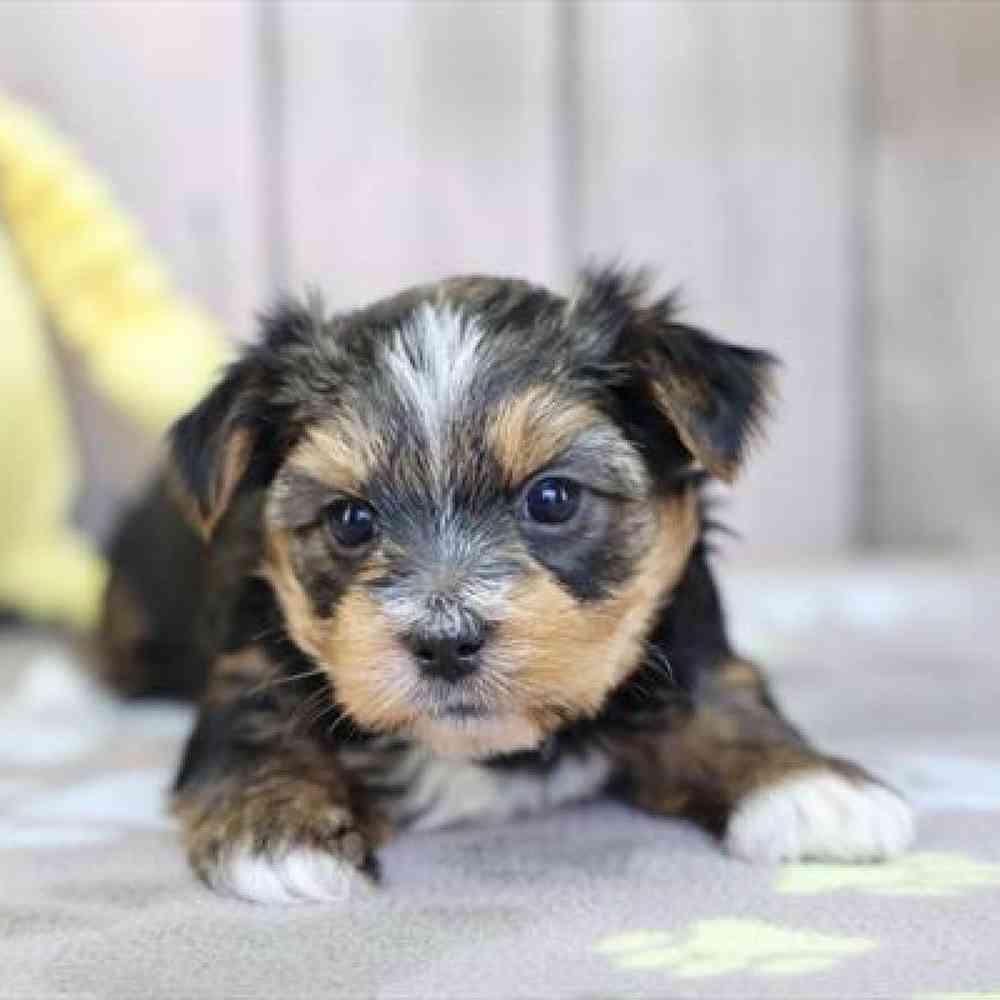 Yorkie Puppy for sale - Heart String Healthy Puppies