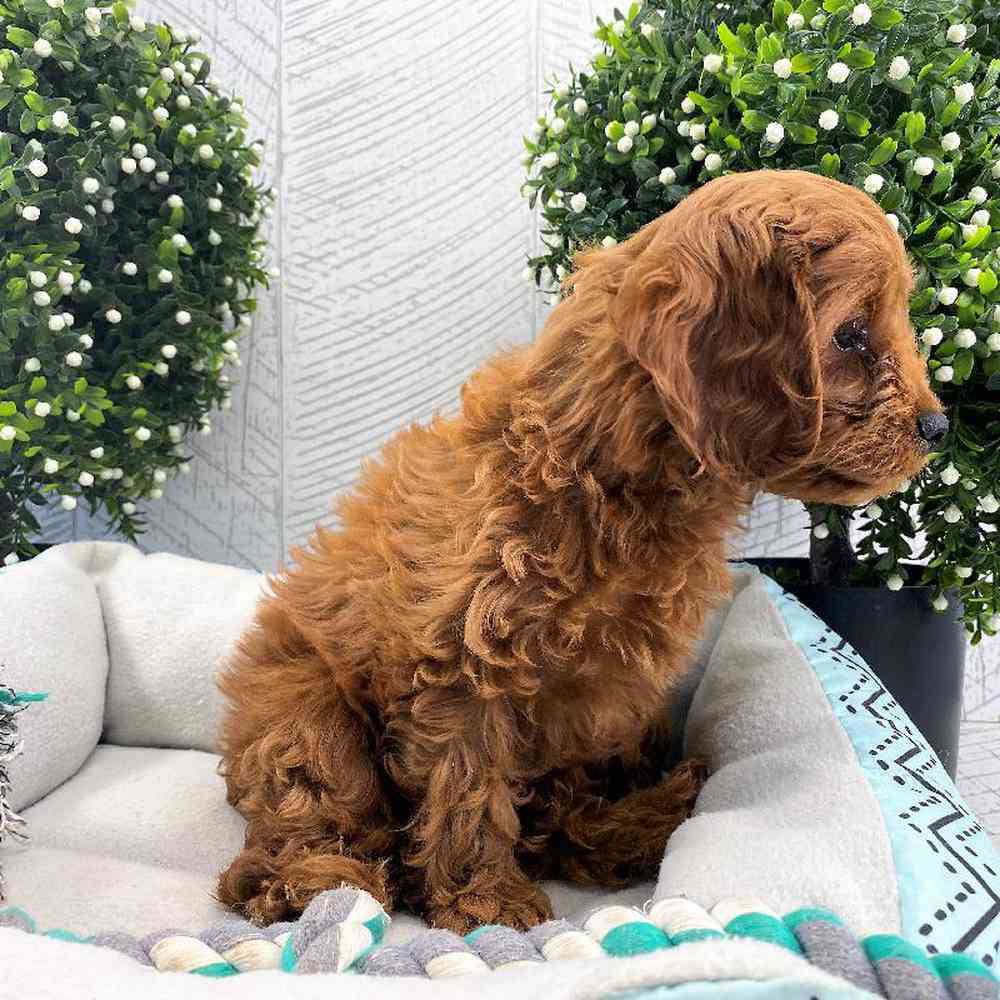 carousel pet images