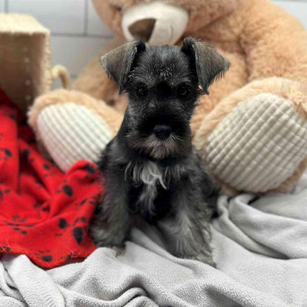 Male Mini Schnauzer Puppy for Sale in Millersburg, IN