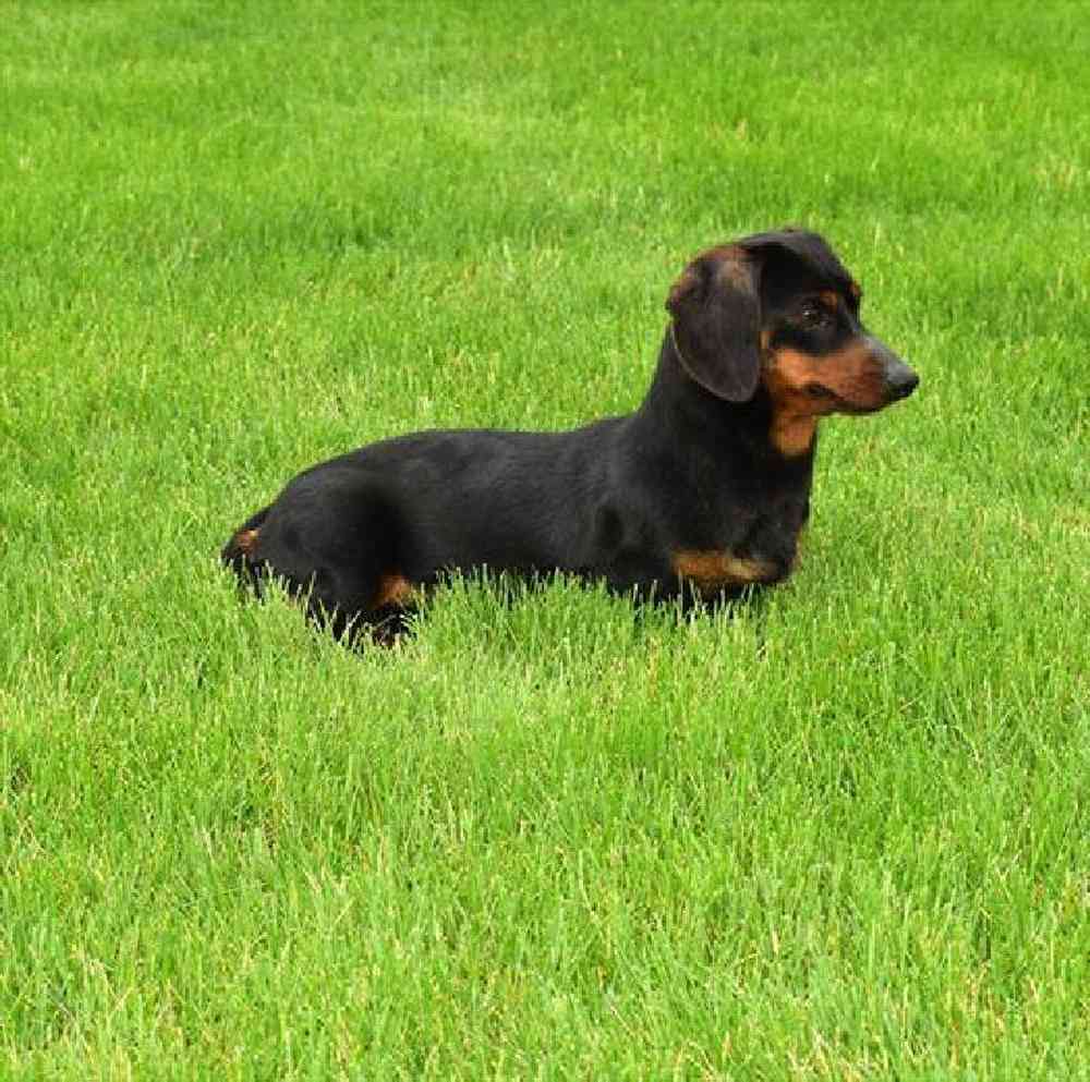 Female Dachshund Puppy for Sale in Millersburg, IN