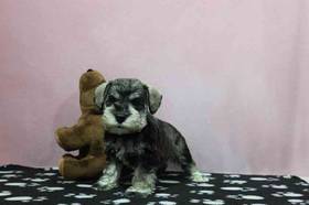 Mini Schnauzer