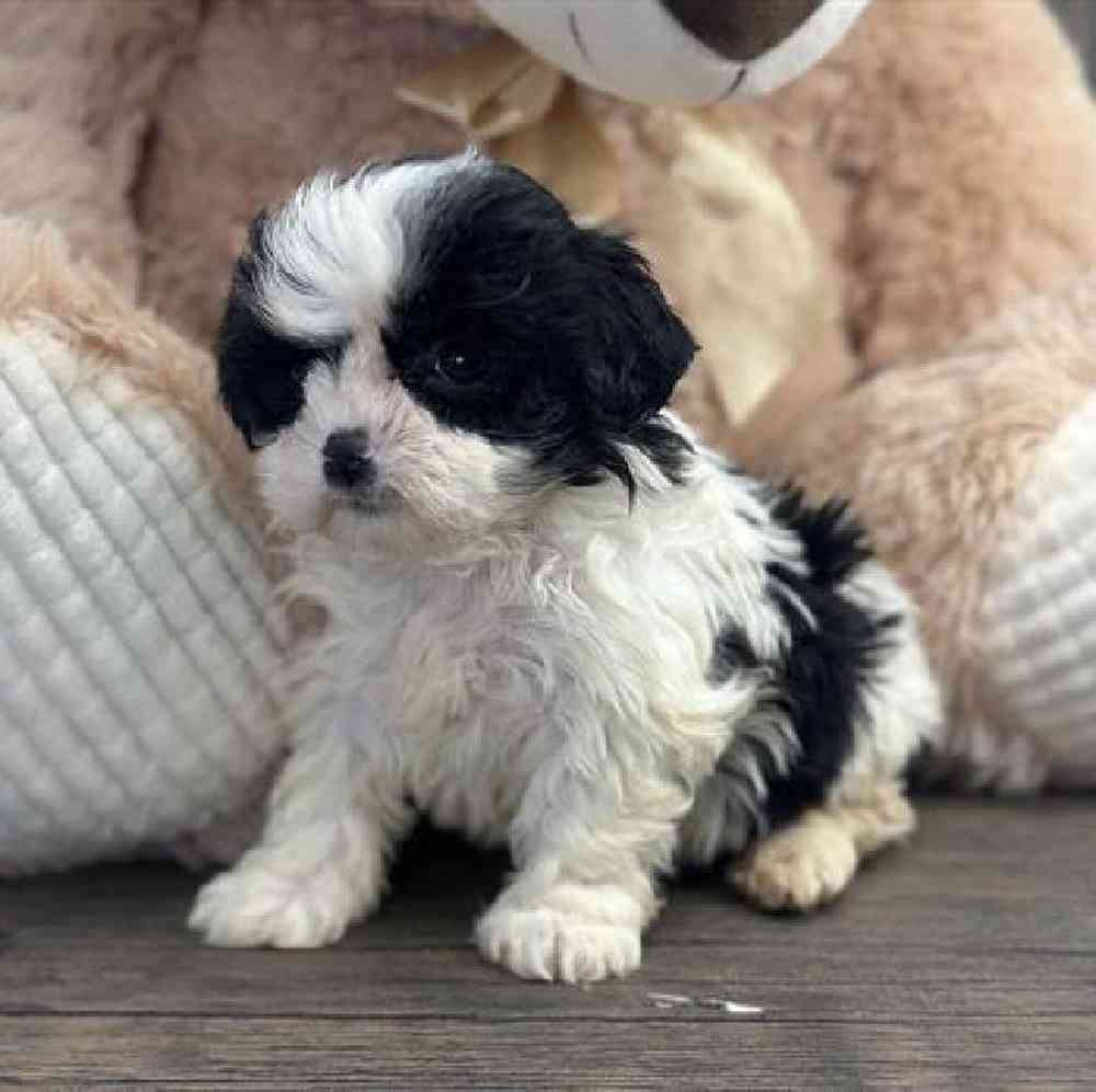 carousel pet images