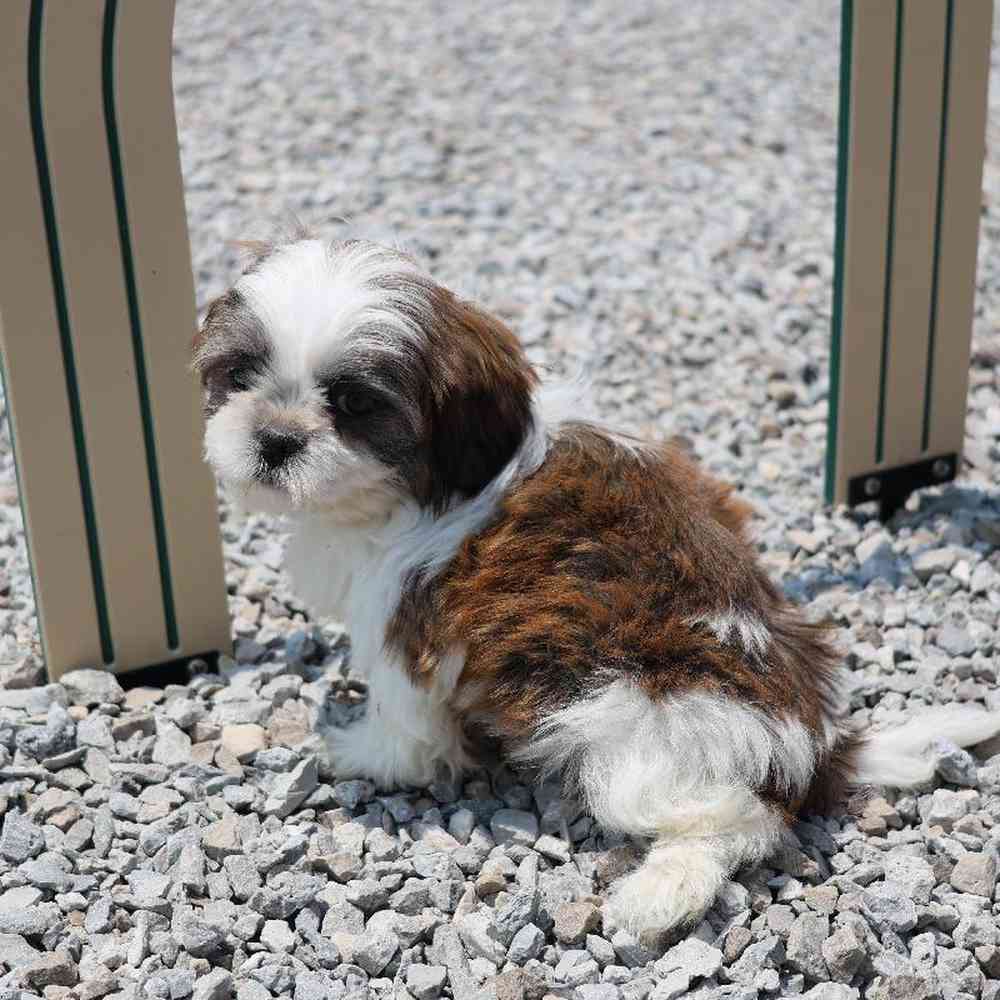 Male Shih Tzu Puppy for Sale in Millersburg, IN