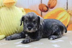Mini Schnauzer