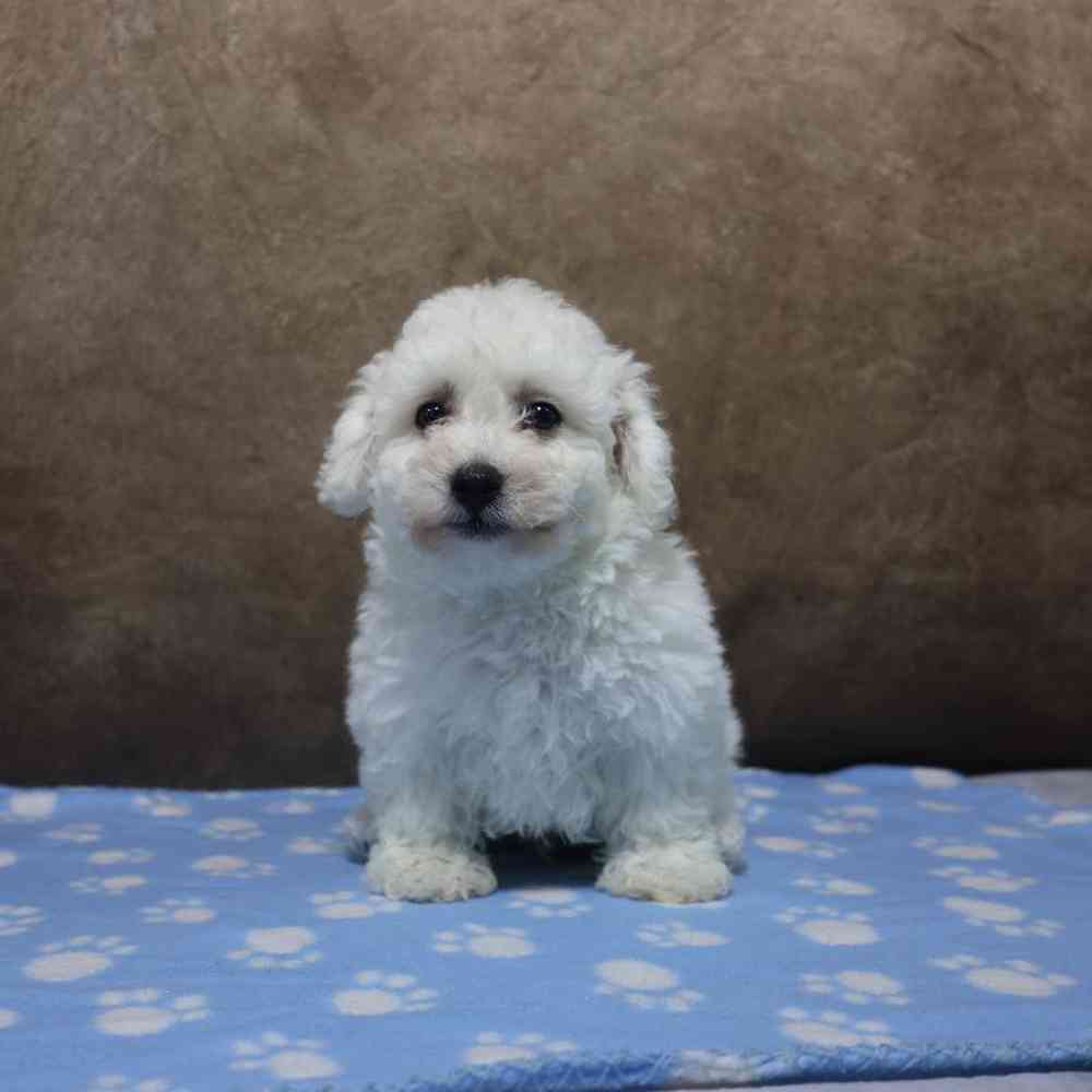 Male Bichon Puppy for Sale in Millersburg, IN