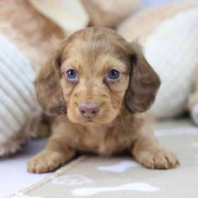 Dachshund