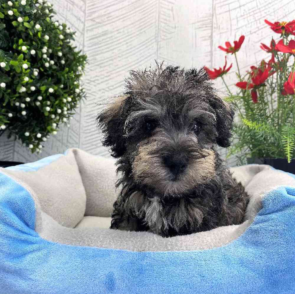 carousel pet images