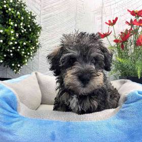 Schnoodle