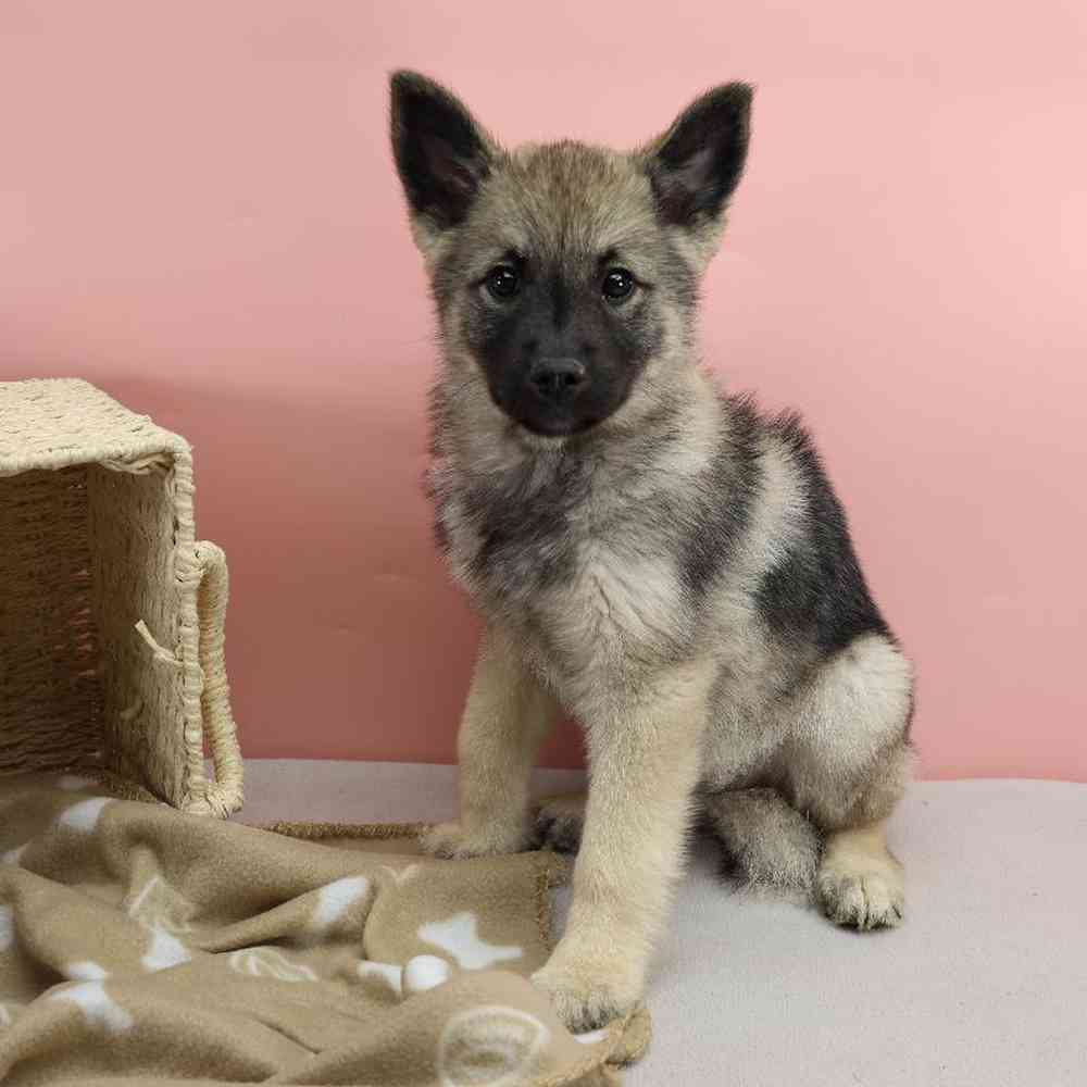 Female Norwegian Elkhound Puppy for Sale in Millersburg, IN