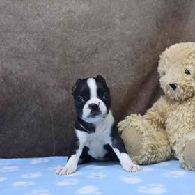 Boston Terrier