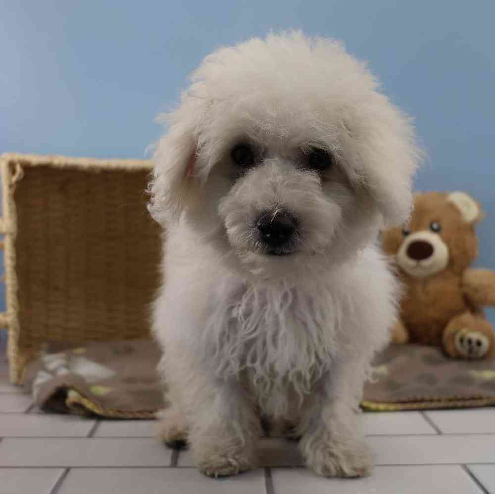 carousel pet images