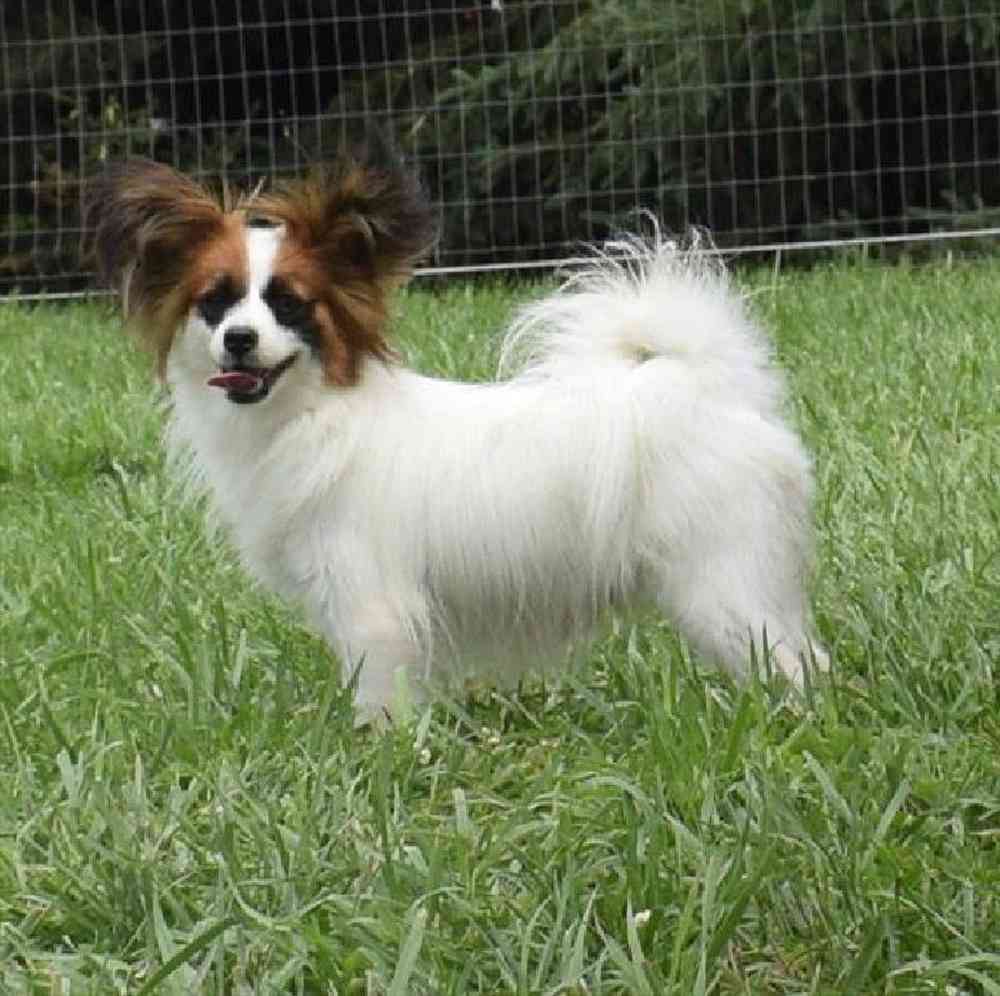carousel pet images