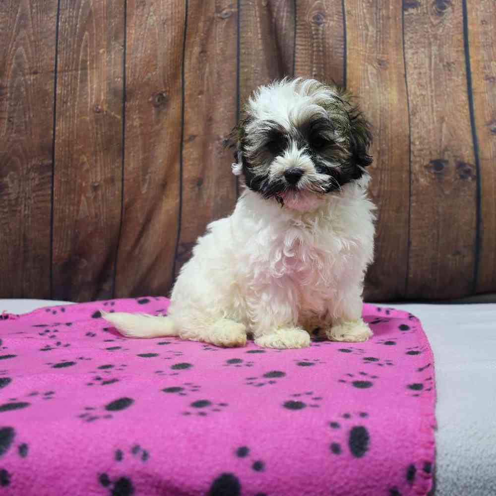 Female Havanese Puppy for Sale in Millersburg, IN