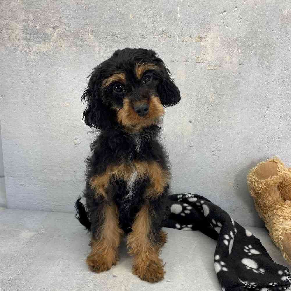 Female Cavapoo Puppy for Sale in Millersburg, IN